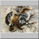 Andrena barbilabris - Sandbiene 08c Paarung 10mm OS-Wallenhorst-Waldlichtung.jpg
